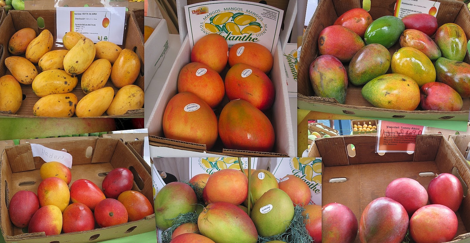 Es temporada de Mango, más fresco y más barato