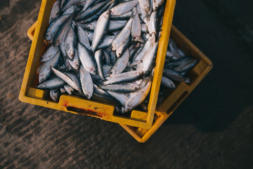 Profeco verifica venta de pescados próximos a Semana Santa